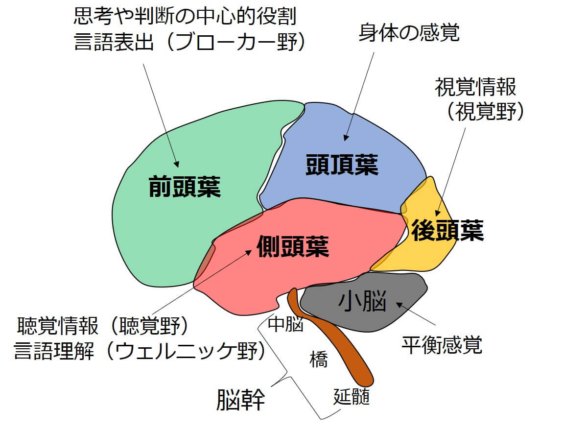 大脳皮質の脳機能図